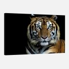 Tableau deco tigre couleur