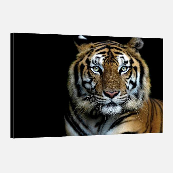 Tableau deco tigre couleur Tableau deco tigre couleur