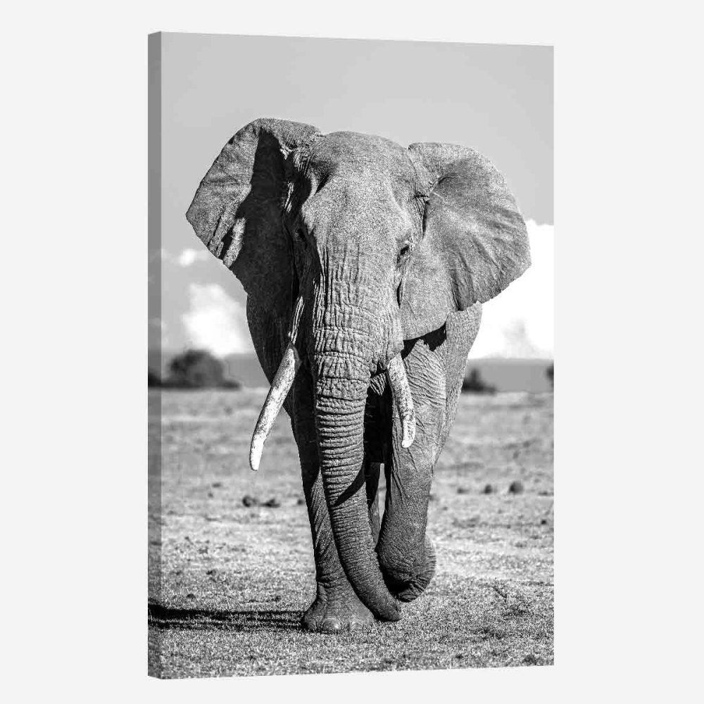 Cadre éléphant noir et blanc
