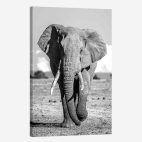 Cadre éléphant noir et blanc