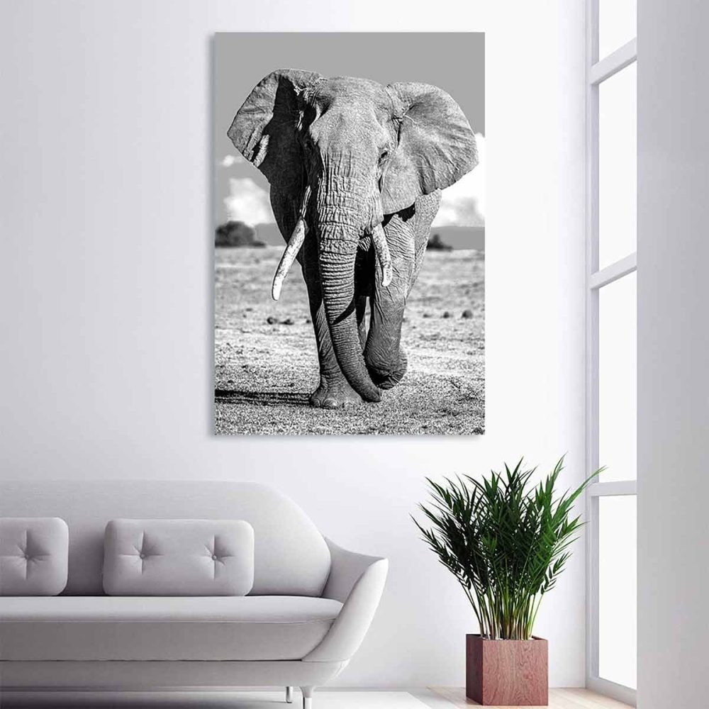 Tableau éléphant noir et blanc