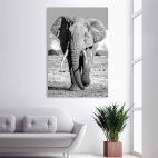 Tableau éléphant noir et blanc