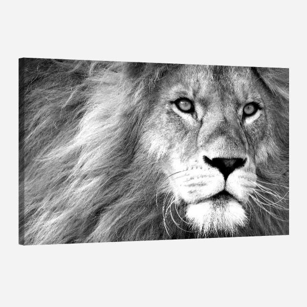 Tableau lion noir et blanc Tableau lion noir et blanc