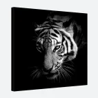 tableau tigre noir et blanc